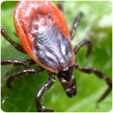 Your worst enemy this year could be one you can barely see. Ticks, especially deer ticks, carry a variery of dangerous bacteria and microbes and experts predict 2012 will be perhaps the worst year ever for serious tick-borne health hazards. 